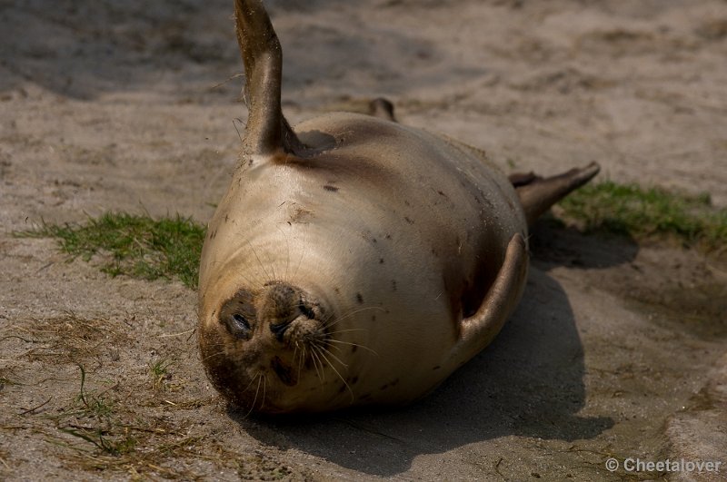 _DSC7540.JPG - Zeehond