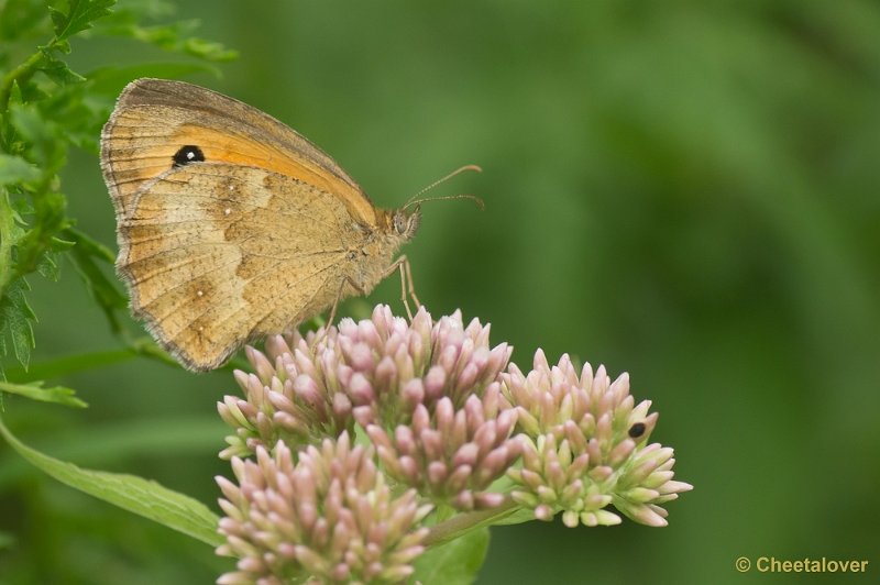 _DSC9874.JPG - Natuurtuin 't Loo