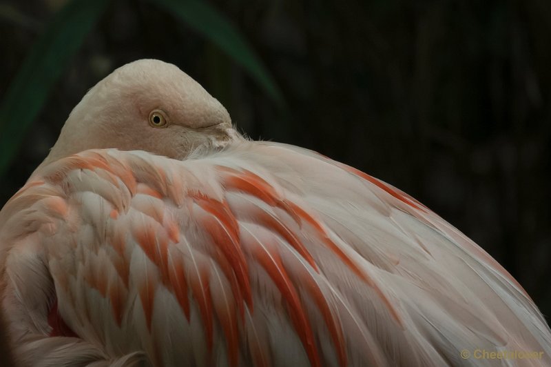 _DSC8659.JPG - Olmense Zoo