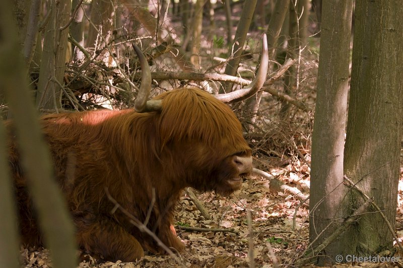 _DSC4828.JPG - Boswachterij Dorst