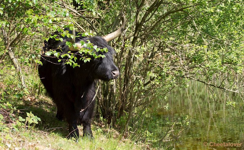 _DSC4849.JPG - Boswachterij Dorst