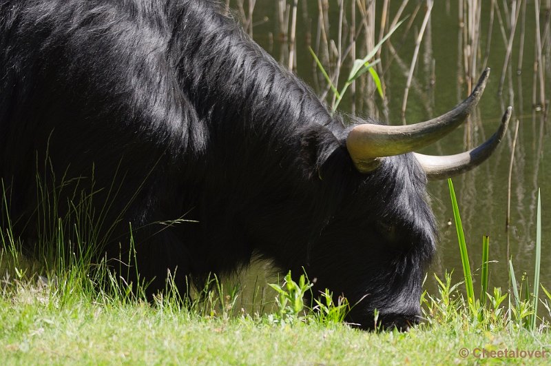 _DSC4852.JPG - Boswachterij Dorst