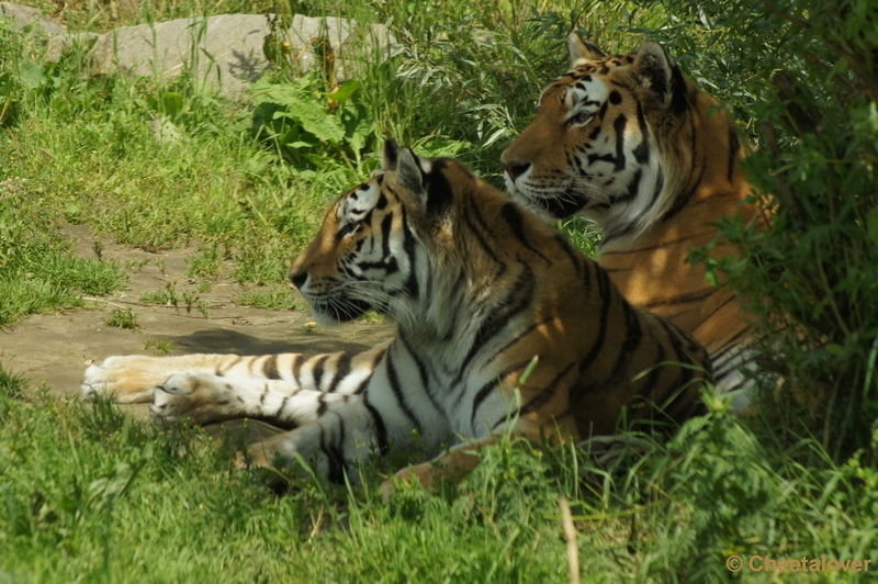 DSC09276.JPG - Siberische Tijger