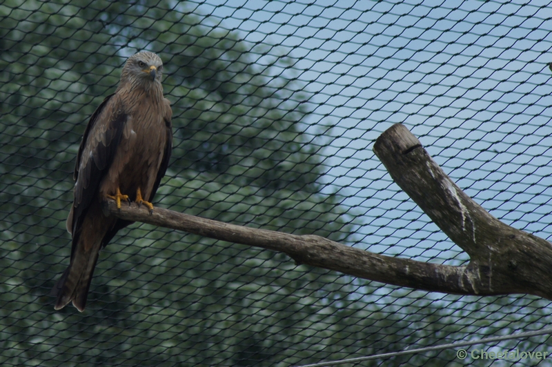 DSC09292.JPG - Zwarte Wouw