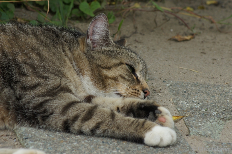 DSC09455.JPG - Dierenrijk poes 'Sjimmie'