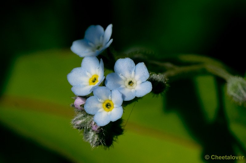 _DSC4941.JPG - Tiengemeeten