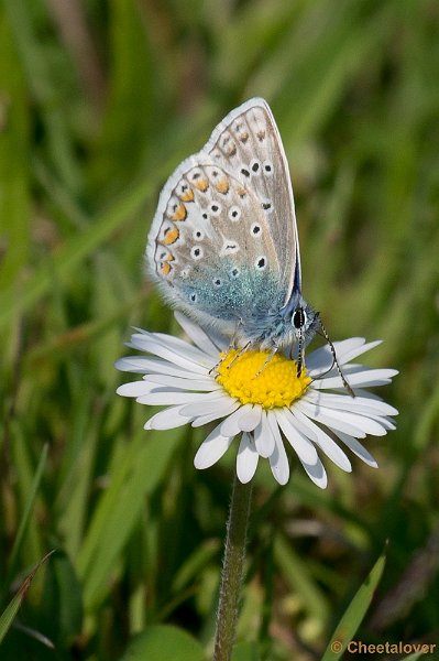 _DSC4970.JPG - Tiengemeeten