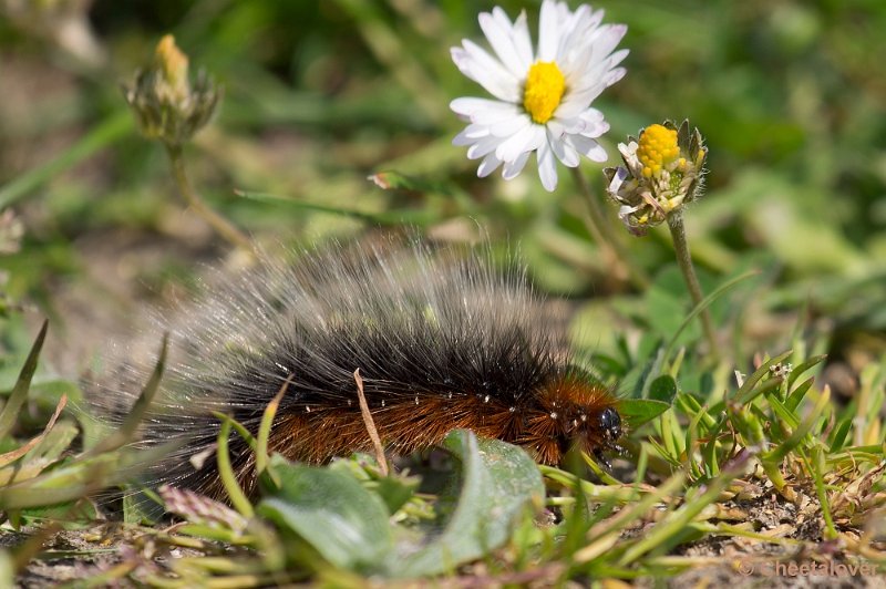 _DSC5059.JPG - Tiengemeeten