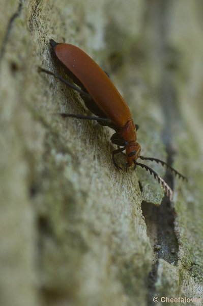 _DSC5127.JPG - Tiengemeeten