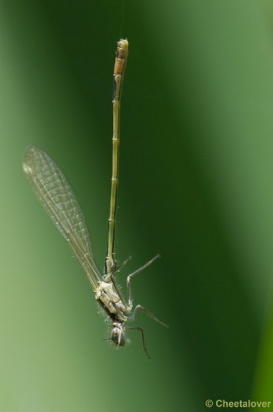 _DSC5152.JPG - Tiengemeeten