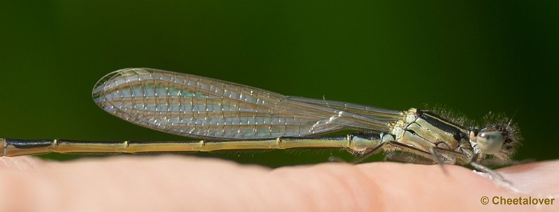 _DSC5155.JPG - Tiengemeeten