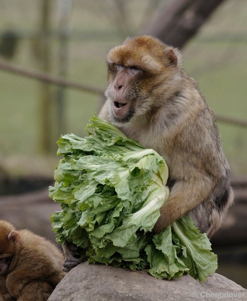 _DSC8226kopie.JPG - Dierenrijk