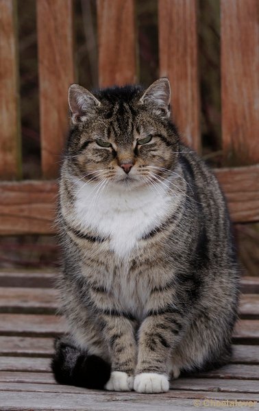 _DSC8233.JPG - Dierenrijk