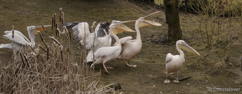 _DSC8257kopie.JPG - Dierenrijk