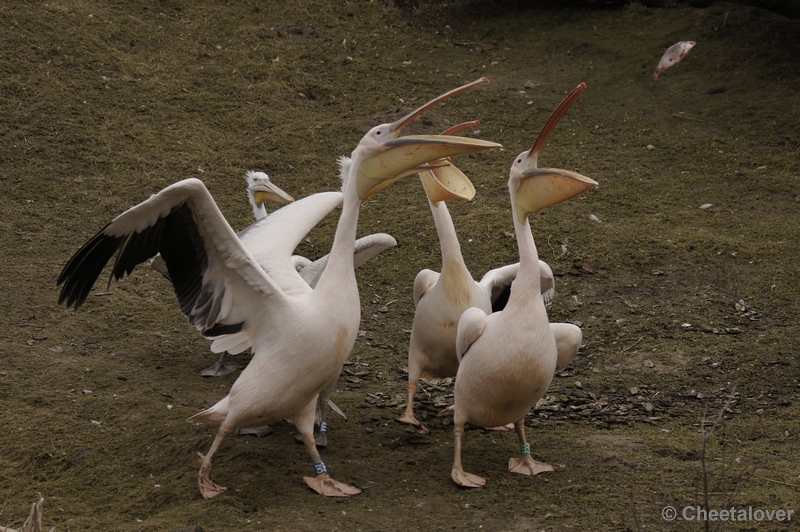 _DSC8273.JPG - Dierenrijk