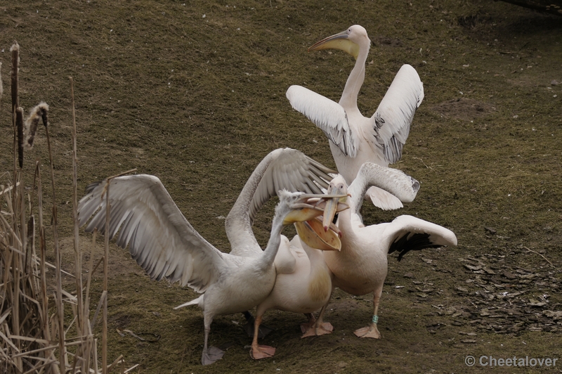 _DSC8282.JPG - Dierenrijk