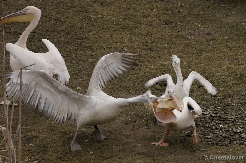 _DSC8284.JPG - Dierenrijk