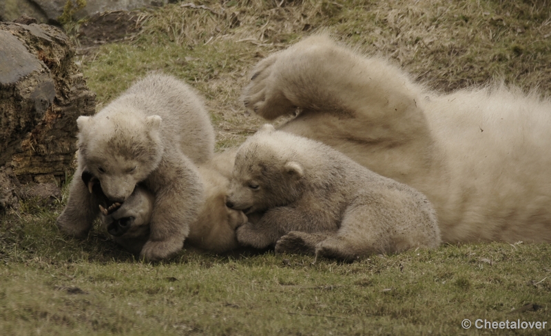 _DSC8551kopie.JPG - Dierenrijk