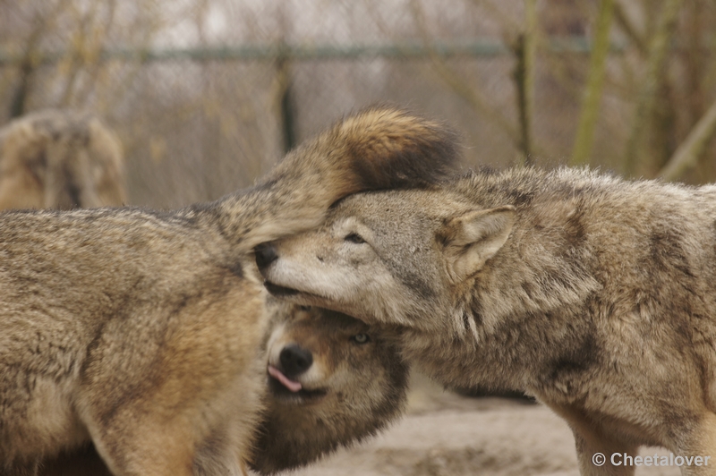 _DSC8644.JPG - Dierenrijk