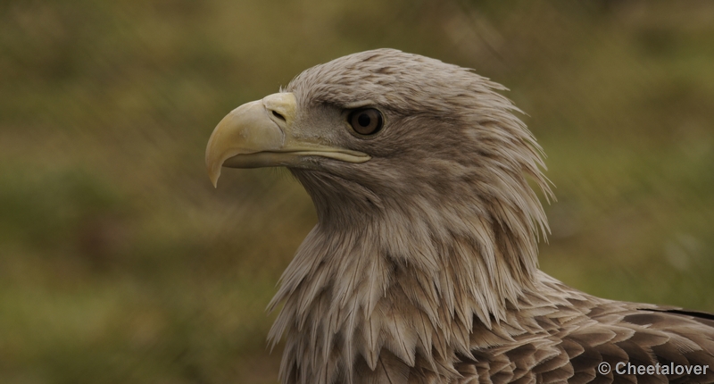 _DSC8698kopie.JPG - Dierenrijk