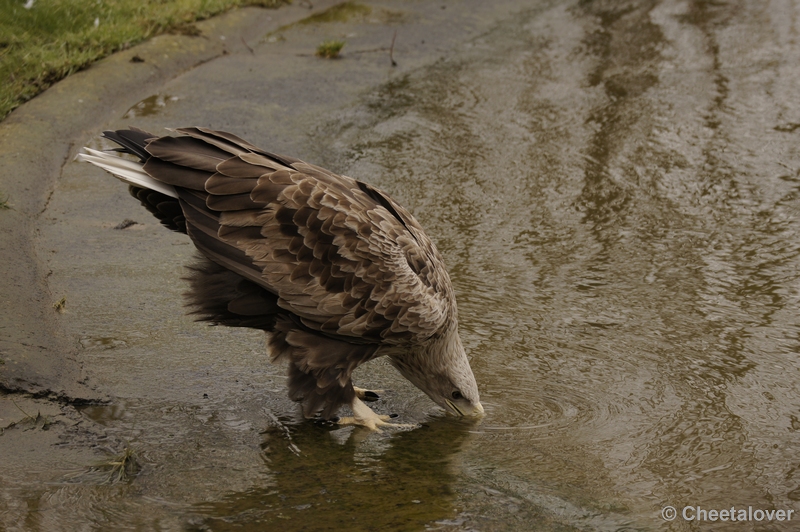 _DSC8712.JPG - Dierenrijk