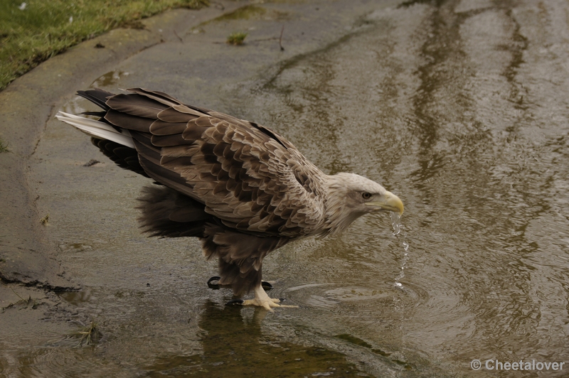 _DSC8713.JPG - Dierenrijk