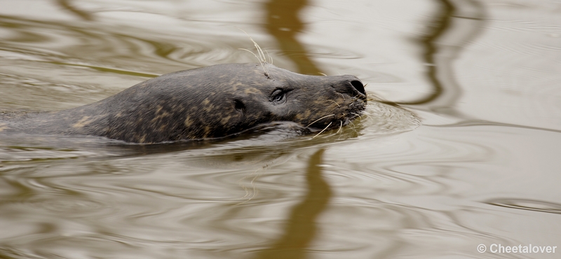 _DSC8742kopie.JPG - Dierenrijk