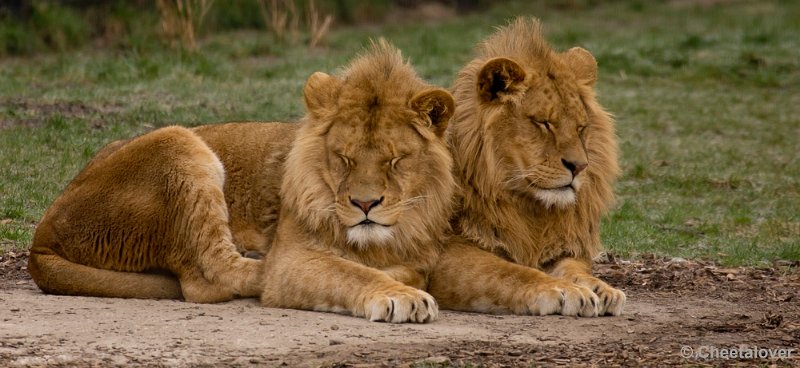 _DSC8822.JPG - Dierenrijk