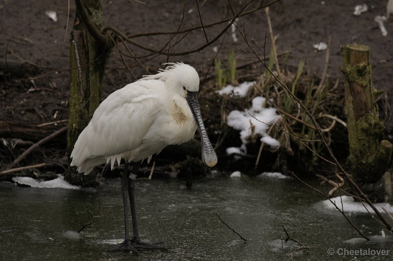 _DSC8969.JPG - Dierenrijk