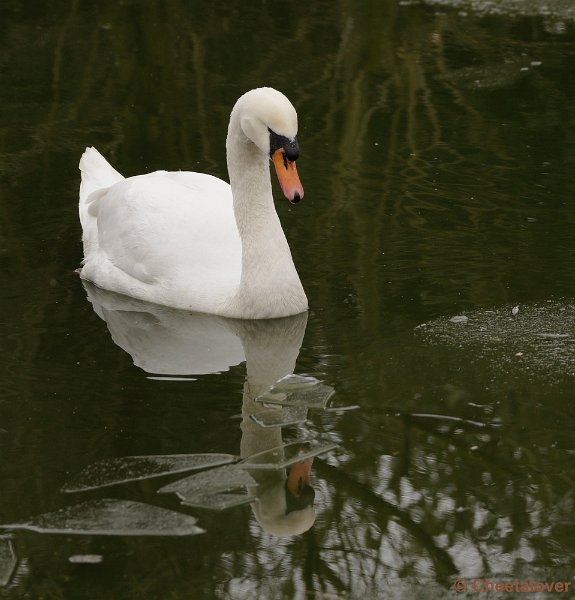 _DSC8974kopie.JPG - Dierenrijk