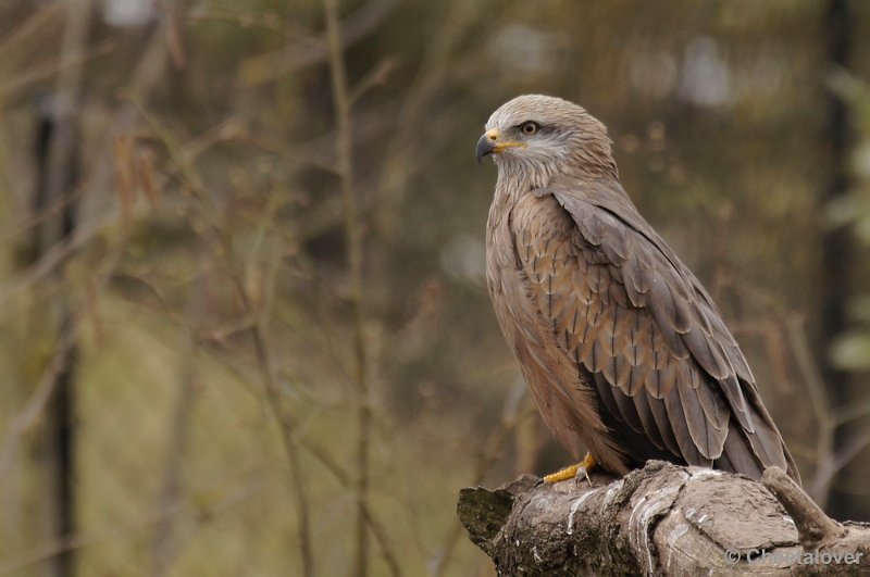 _DSC8992kopie.JPG - Dierenrijk