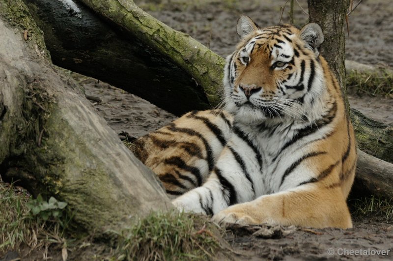 _DSC9005kopie.JPG - Dierenrijk