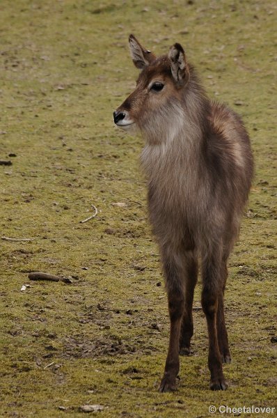 _DSC9316kopie.JPG - Safaripark Beekse Bergen