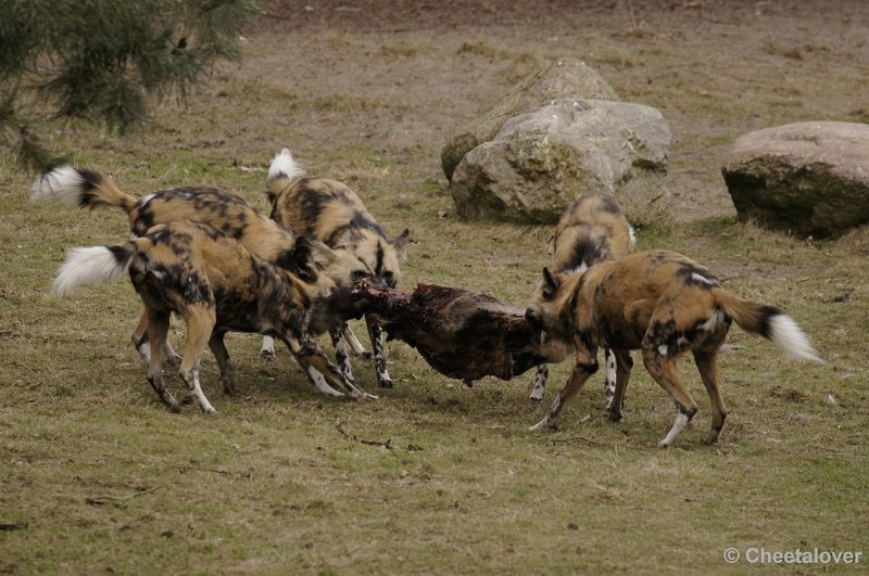 _DSC9341.JPG - Safaripark Beekse Bergen