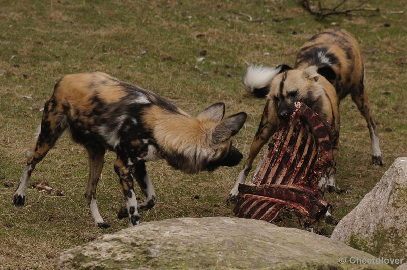 _DSC9401kopie.JPG - Safaripark Beekse Bergen