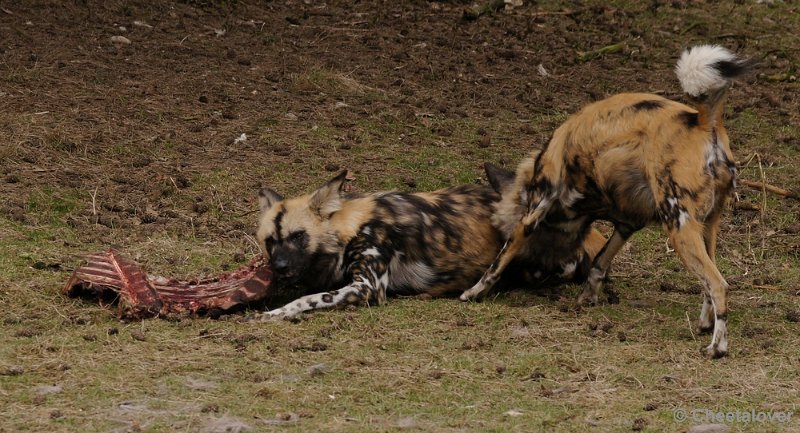 _DSC9447kopie.JPG - Safaripark Beekse Bergen