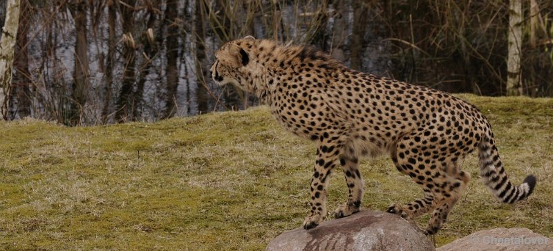 _DSC9482kopie.JPG - Safaripark Beekse Bergen