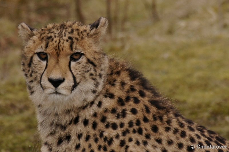 _DSC9503kopie.JPG - Safaripark Beekse Bergen