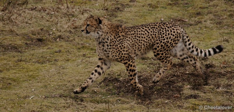 _DSC9513kopie.JPG - Safaripark Beekse Bergen