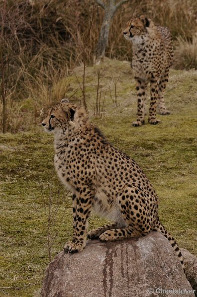 _DSC9535kopie.JPG - Safaripark Beekse Bergen