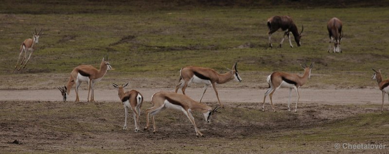 _DSC9559kopie.JPG - Safaripark Beekse Bergen