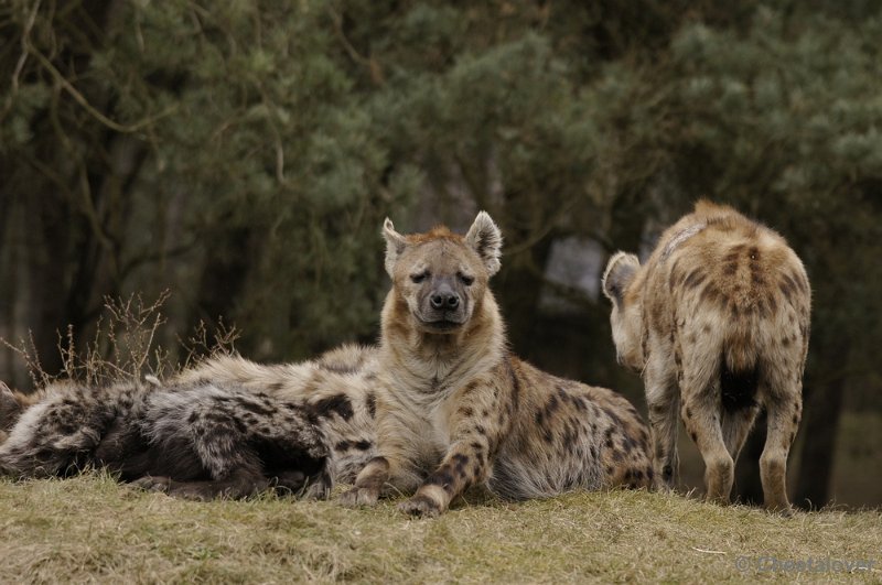 _DSC9680.JPG - Safaripark Beekse Bergen