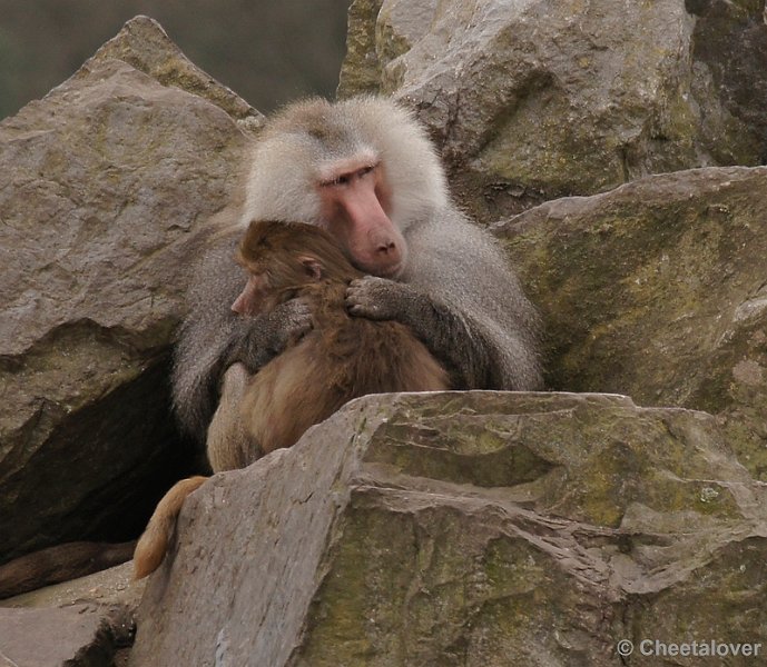 _DSC9709kopie.JPG - Safaripark Beekse Bergen