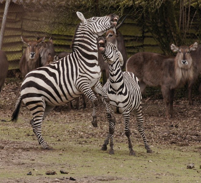 _DSC9723kopie.JPG - Safaripark Beekse Bergen