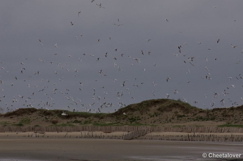 _DSC2867.JPG - Breskens, Zeehonden en Vogels