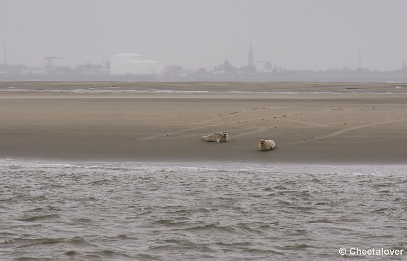 _DSC2908.JPG - Breskens, Zeehonden en Vogels