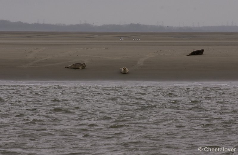 _DSC2921.JPG - Breskens, Zeehonden en Vogels