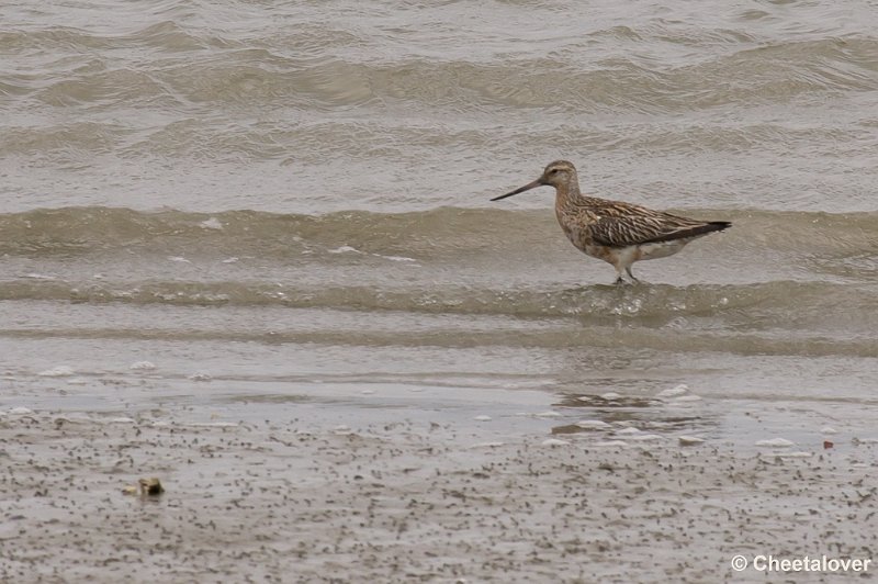 _DSC3043.JPG - Breskens, Zeehonden en Vogels