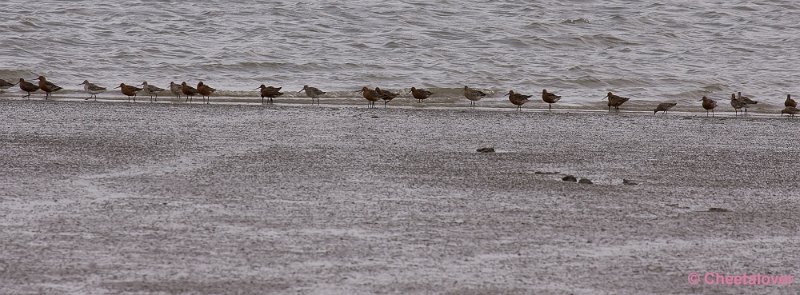 _DSC3071.JPG - Breskens, Zeehonden en Vogels