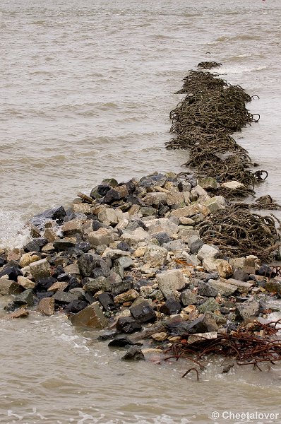 _DSC3179.JPG - Breskens, Zeehonden en Vogels